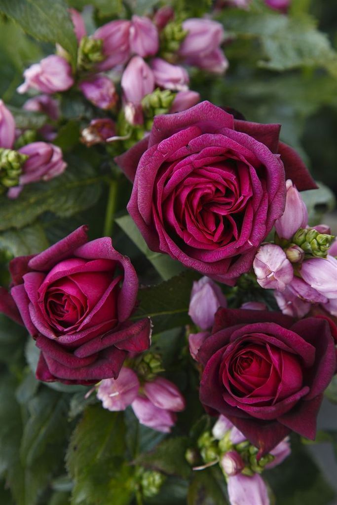 Rosa 'Gräfin Diana', Edelrose, rosa, 5-7,5 Liter Container