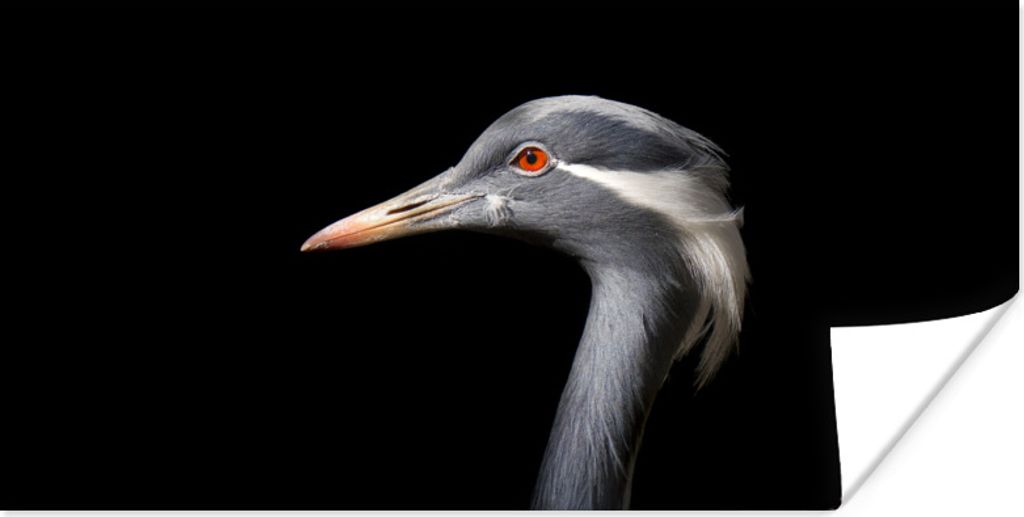 MuchoWow Poster Vogel - Tiere - Porträt 40x20 cm