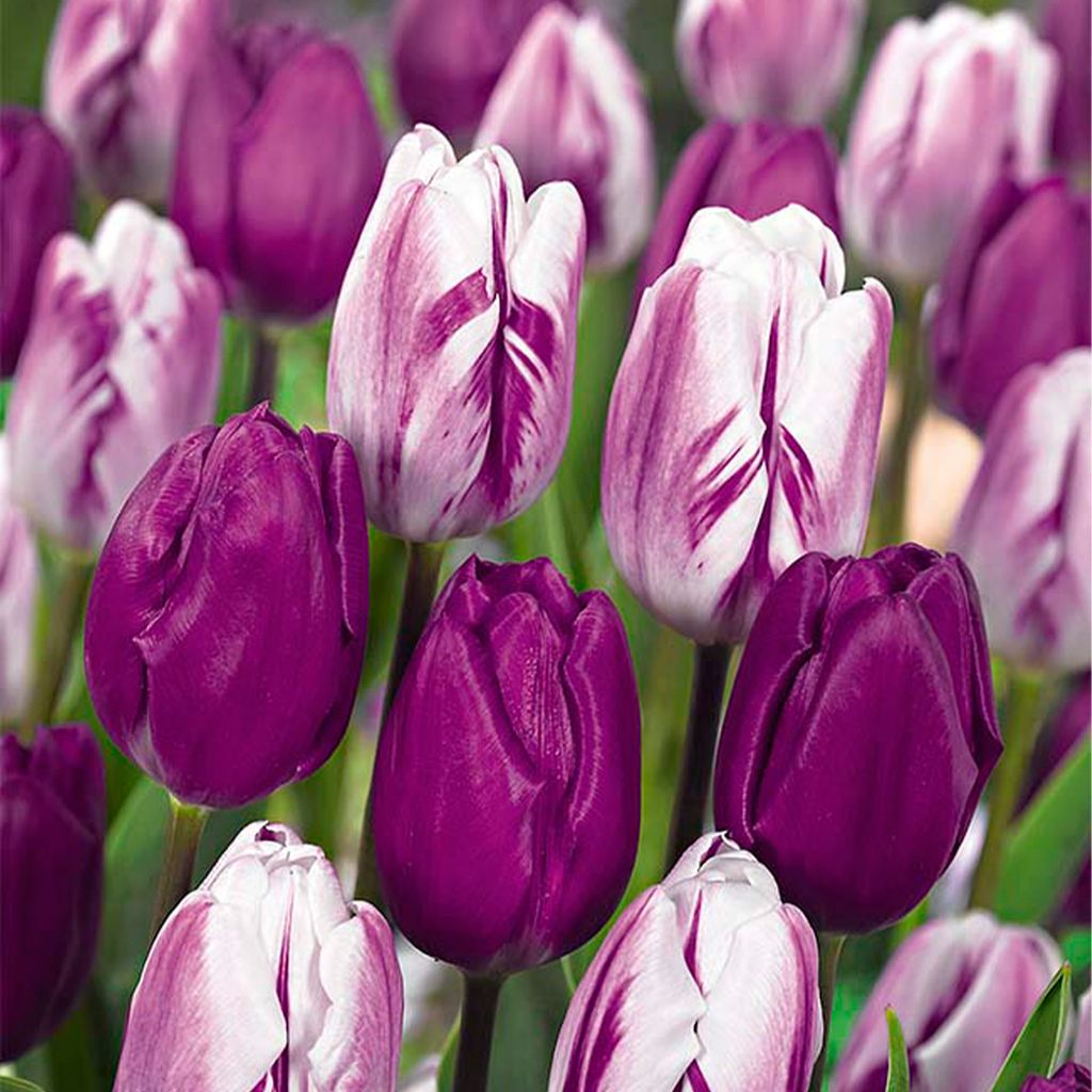 Bloomique - Mix van 20 - Tulipa Purple Mix - Paarse Mix - Image du produit 