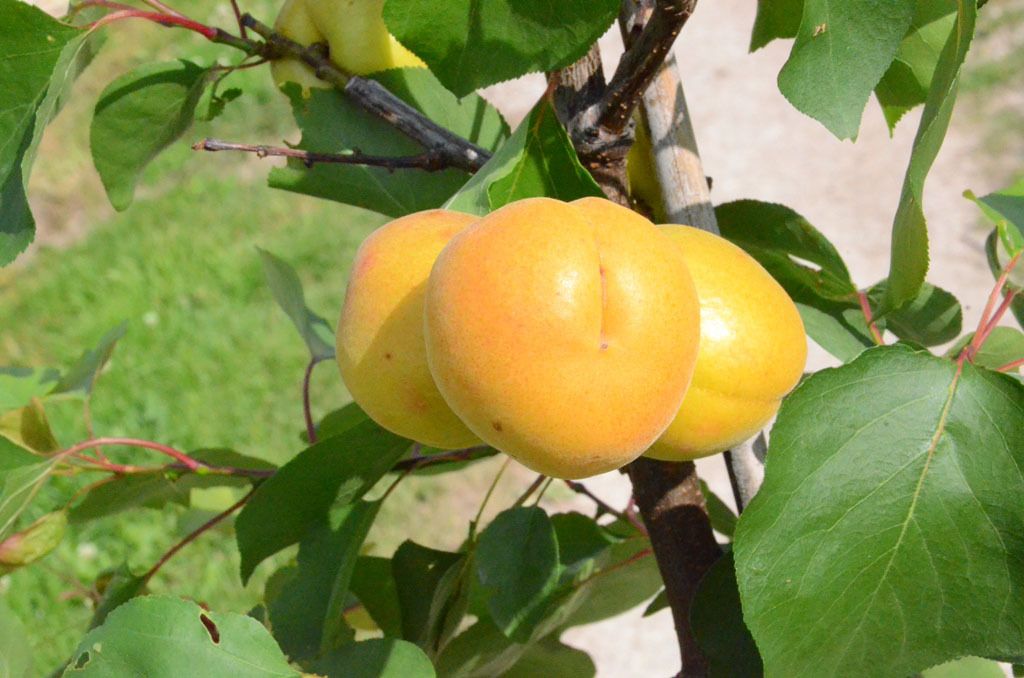 Ungarische Beste Aprikosenbaum - Buschbaum Topfballen Produktbild 