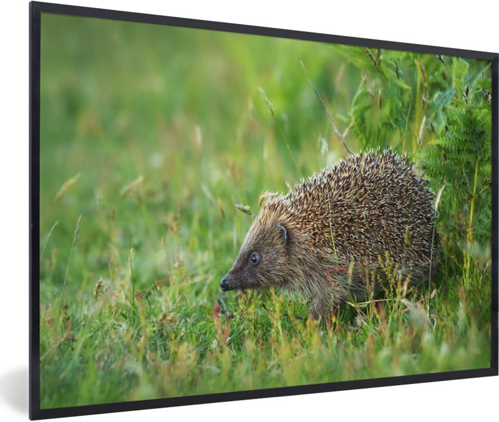 MuchoWow Gerahmtes Poster Igel steht im Gras 60x40 cm - Poster mit Schwarzem Bilderrahmen Wandposter Rahmen Foto Bilder - Printing - Wanddeko Sch...