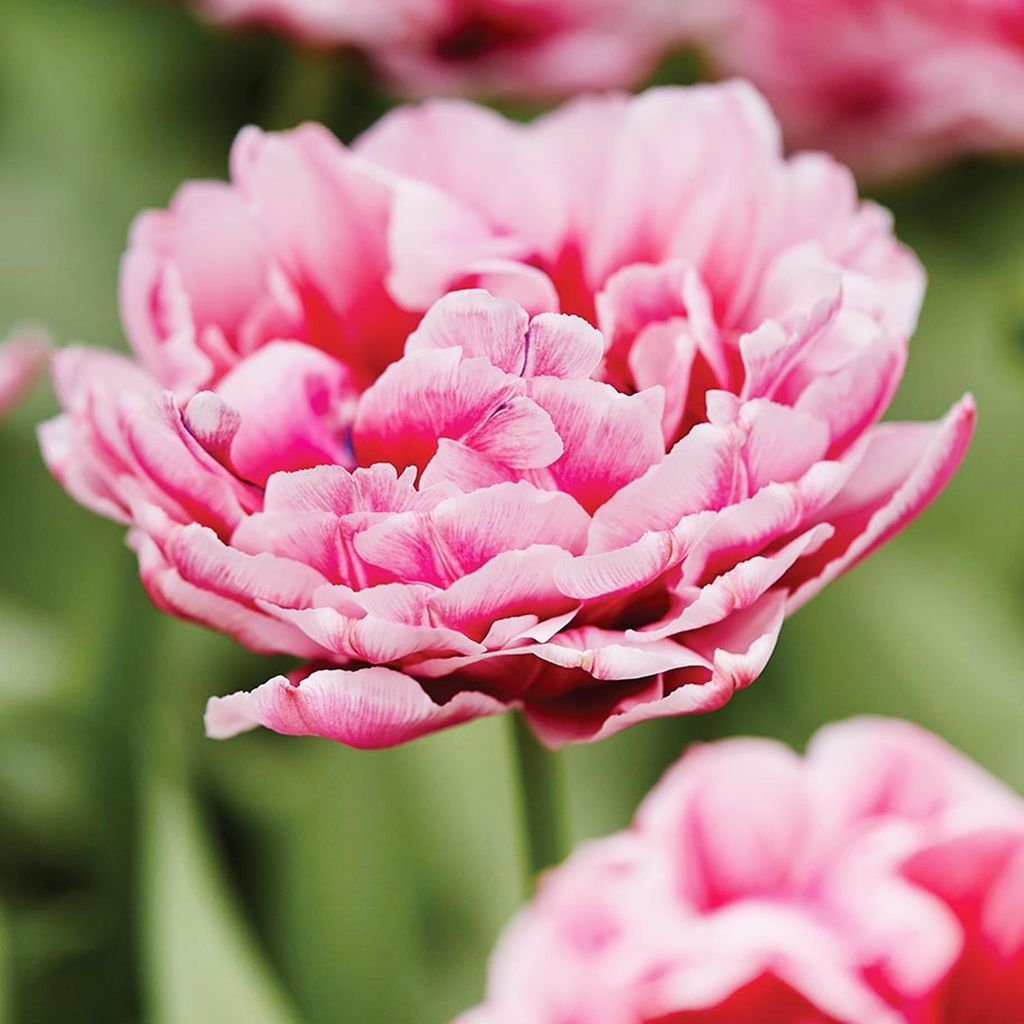 Tulipes Bulbes de fleurs Fleurs Tulipe double Dazzling Image du produit 