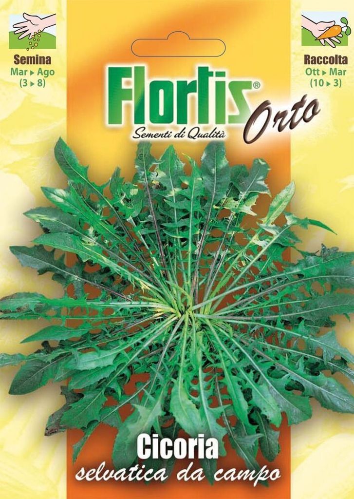Wildzichorie Da Campo | Wildzichoriensamen von Flortis