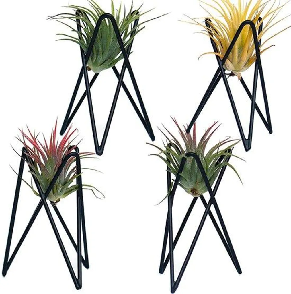 Support Tillandsia anti-pourriture pour une croissance saine du lot