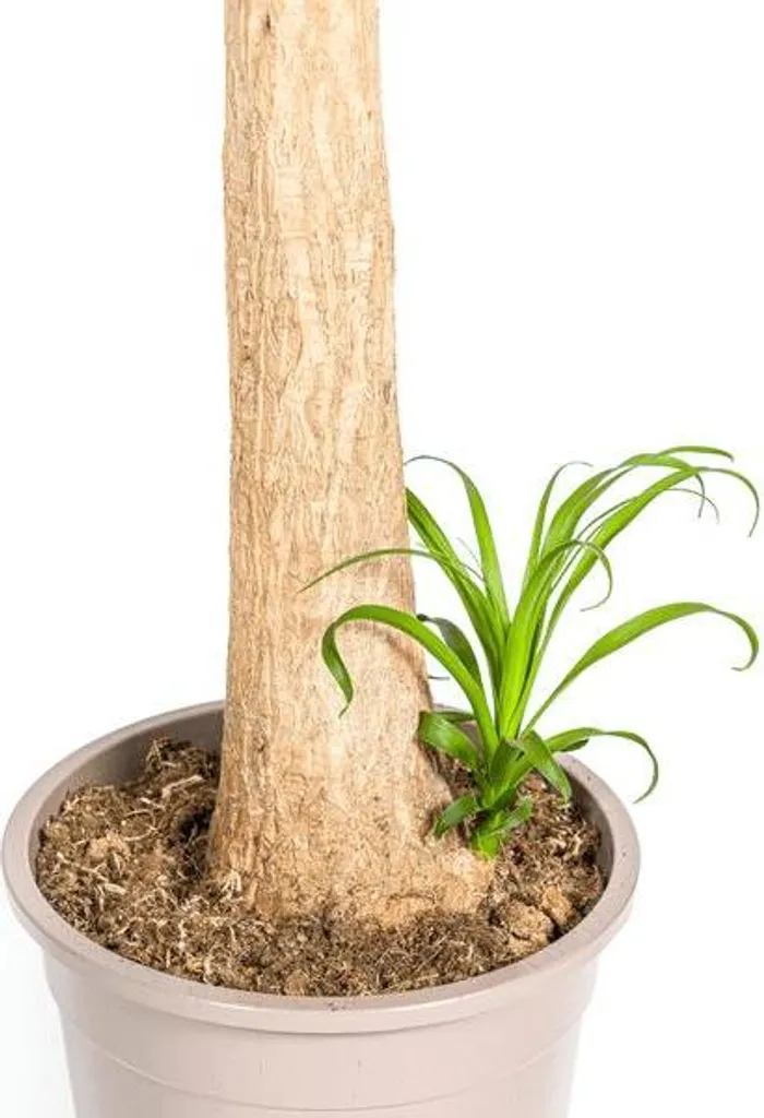 Beaucarnea Pied d'éléphant 120cm Plante Résistante sans Entretien