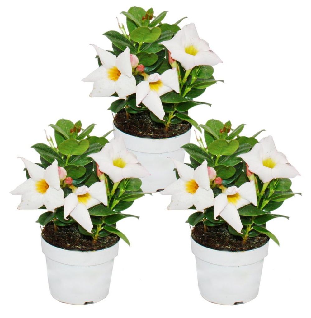 Dipladenia - Chilenischer Jasmin - 10cm Topf - Set mit 3 Produktbild 