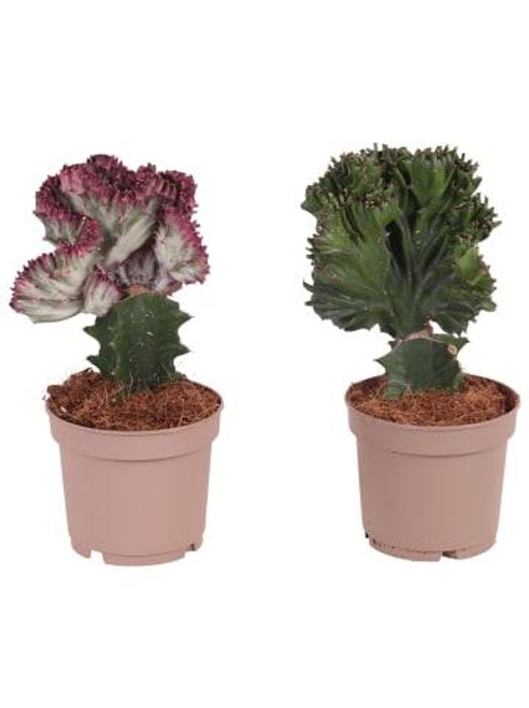 Euphorbia 2er Set Zimmerpflanze