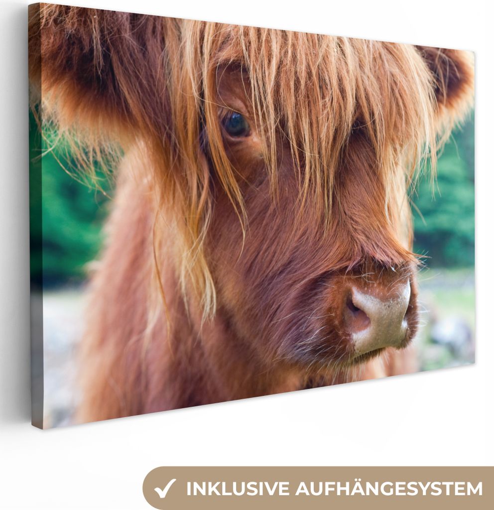 OneMillionCanvasses - Leinwandbilder - 150x100 cm, Schottisches Hochlandrind - Licht - Makro, Wandbilder Kunstdruck Wanddekoration