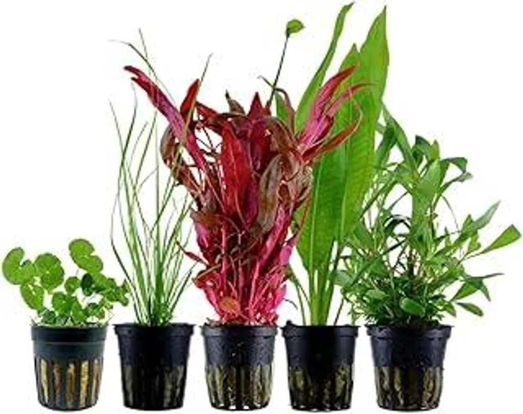 AquaOne Background Plant Set | 5 Specie per Aquascaping Professionale