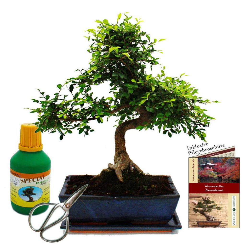 Bonsai - Ulmus parviflora - ca. 12-15 Jahre - 30cm Schale - Produktbild 