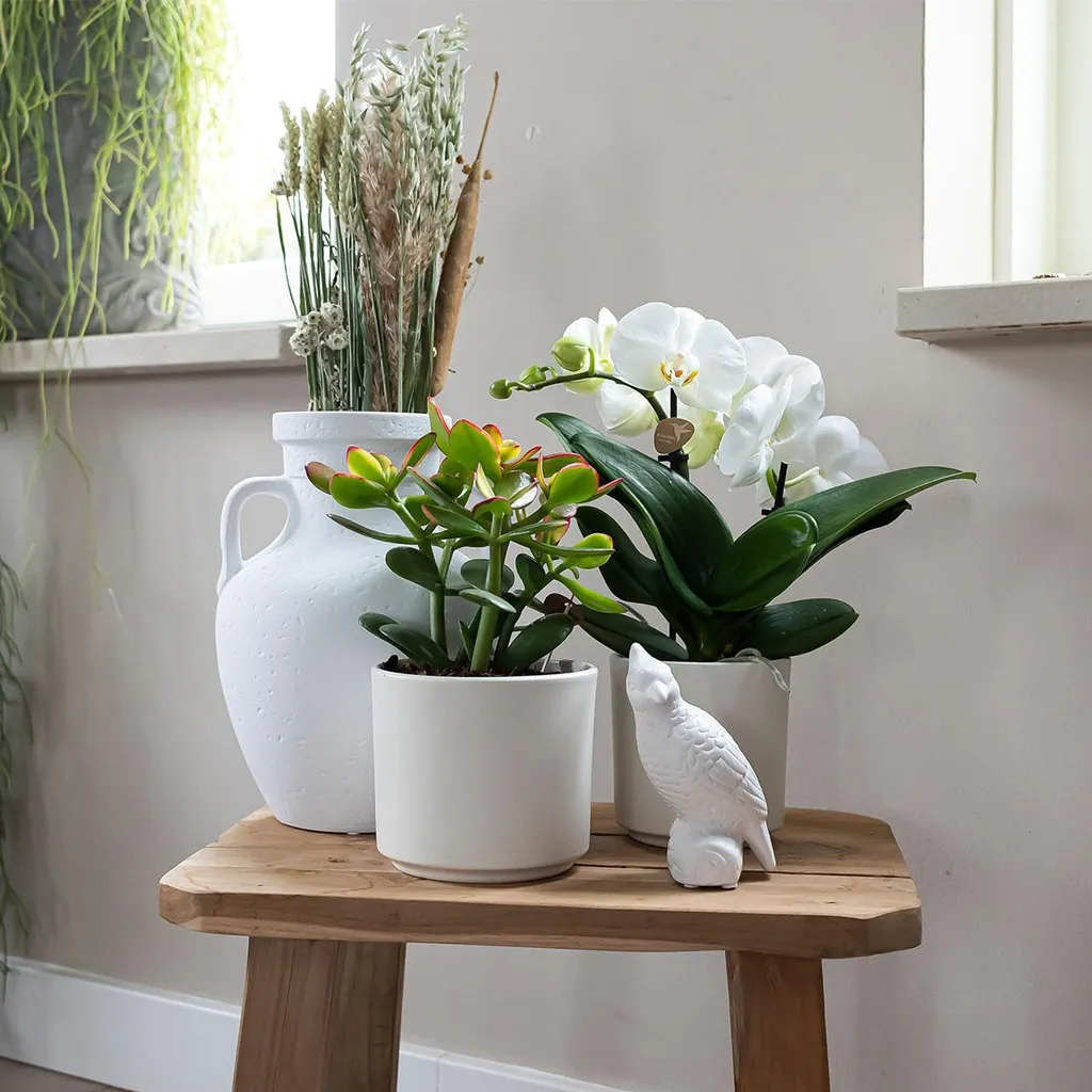 Pot de fleurs blanc Ø 9 cm pour succulentes et herbes aromatiques