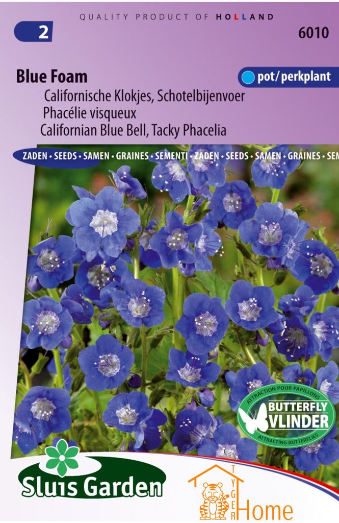 Bienenfutter „Bee Dream“ von Blue Foam Seeds, Phacelia für Bestäuber – Blue Foam Bee Dream Seeds, bienenfreundliche Phacelia