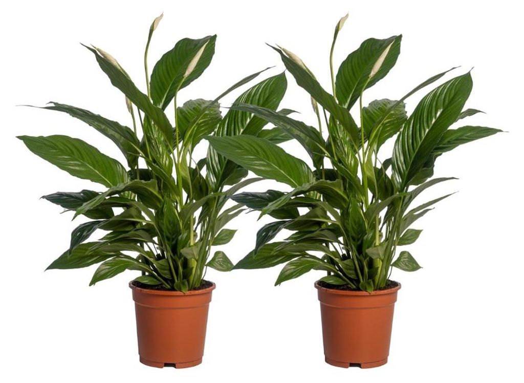 Spathiphyllum Vivaldi | 2 Stück - 60-70cm - Ø17cm - Zimmerpflanze - Immergrün - Multideal