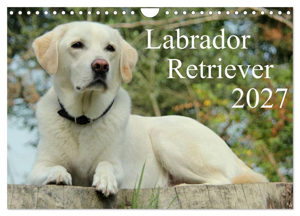 Labrador Retriever 2027 (Wandkalender 2027 DIN A4 quer), CALVENDO Monatskalender