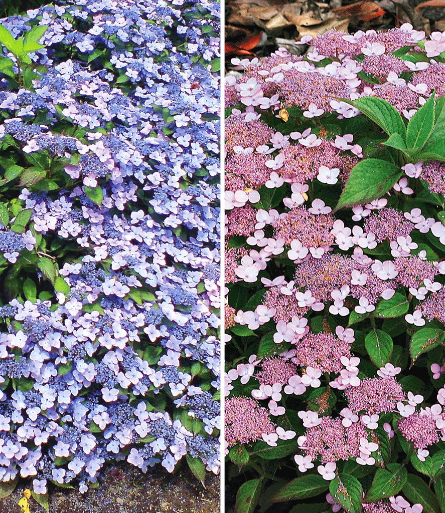 BALDUR Garten Zwerg-Hortensien-Kollektion 2 Pflanzen, 1 Pflanze, Zwerg-Hortensie Koreana und 1 Pflanze, Lace Delight Hydrangea winterhart Bodendeck...