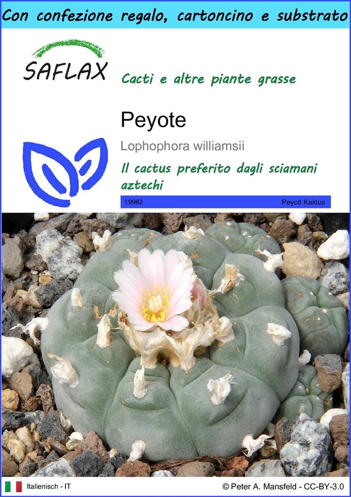 SAFLAX Set regalo - Peyote - 20 semi - Lophophora Immagine del prodotto 