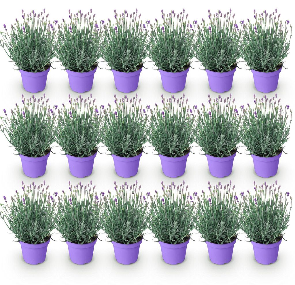 GreenboutiQ - Gartenpflanze - Lavandula angustifolia Produktbild 