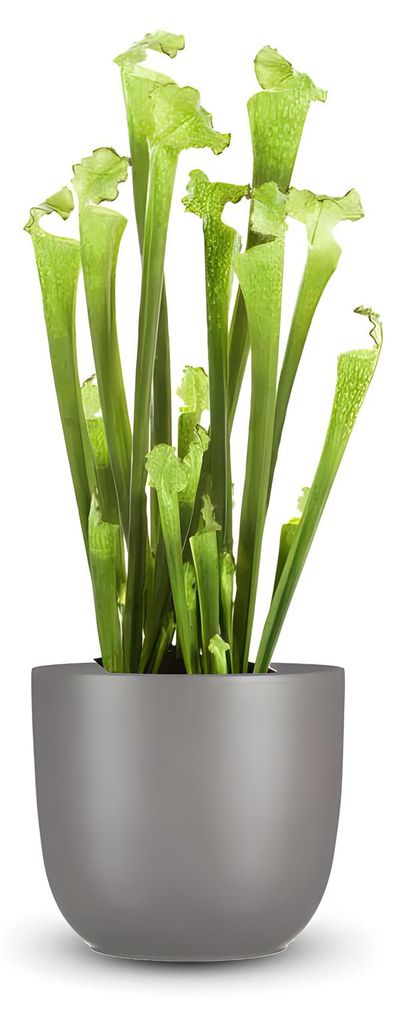 Pflanzensamen, Sarracenia-Trompetenblatt Produktbild 