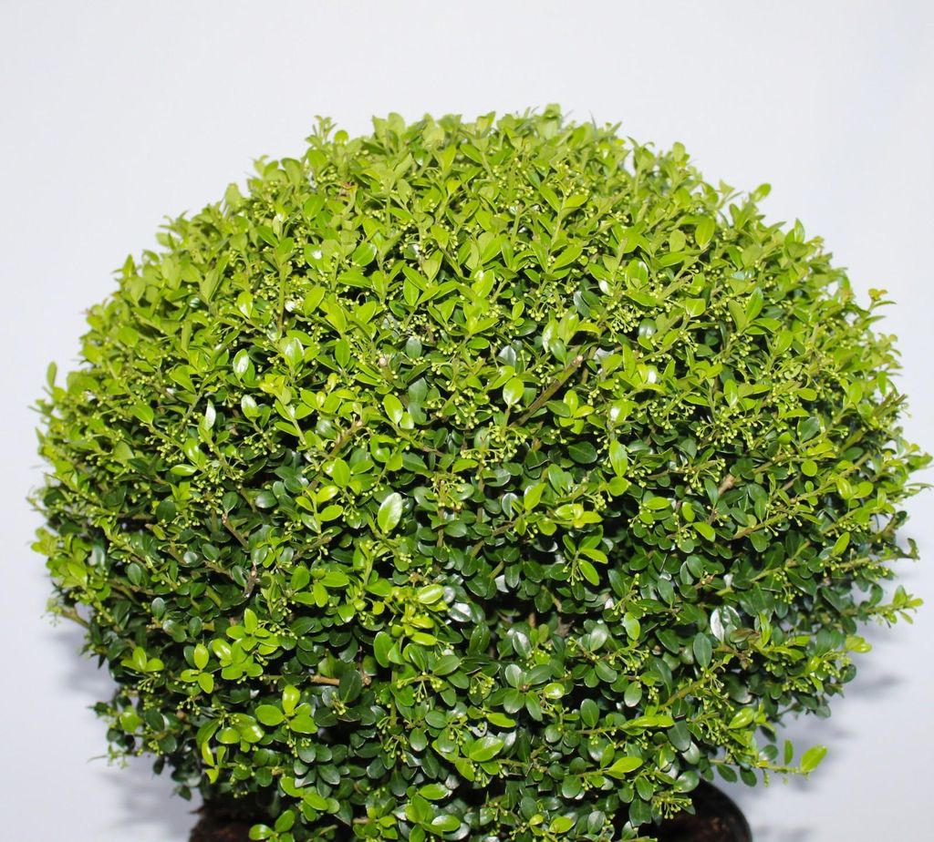 Ilex crenata Glorie Gem Kugel japanische Stechpalme Produktbild 