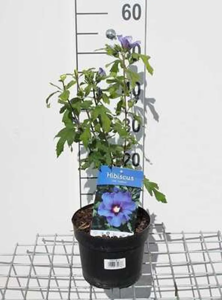 Althéa Marina 40-60 cm : un arbuste fleuri résistant et facile à vivre