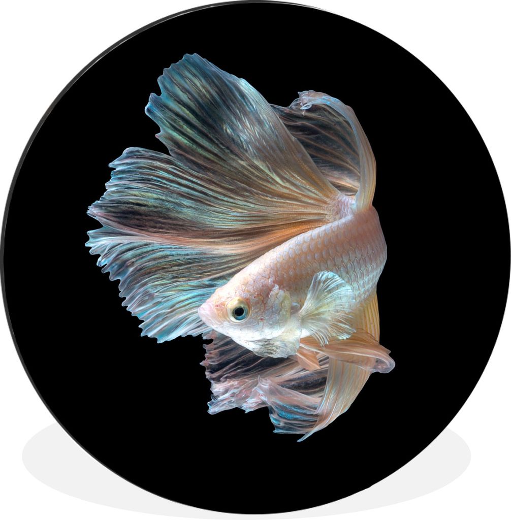 MuchoWow Aluminium Wandkreis Fisch - Schwanz - Schwarz Ø 30 cm Wanddeko Modern Wohnzimmer - Wand Bild - Wohnzimmer - Runde Bilder - Alubilder - ...