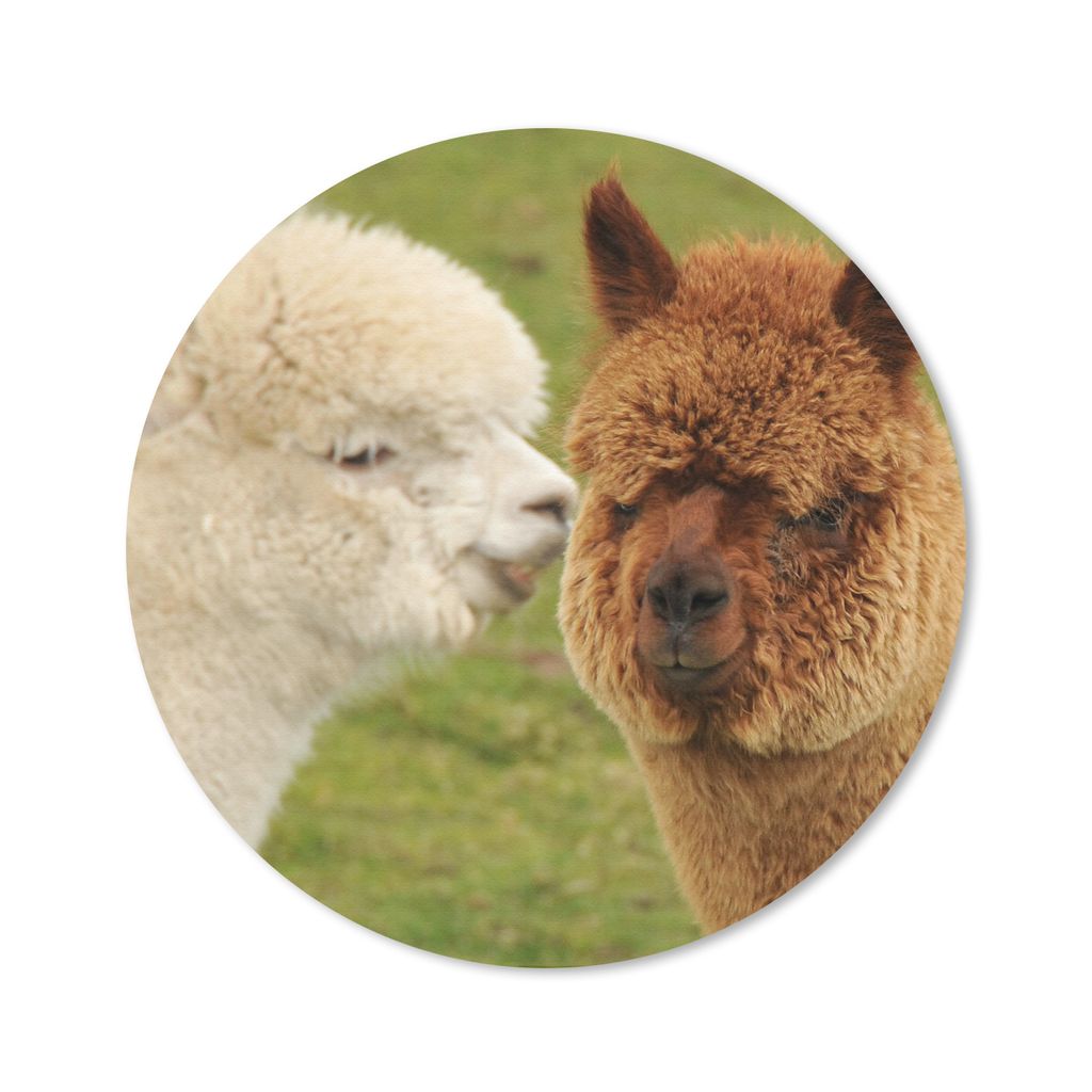 MuchoWow Mauspad Mousepad Alpaka - Gemeinsam - Gras 40x40 cm - Mousepads - Maus Mat - Pad - Mausunterlage - Schreibtisch Accessoires