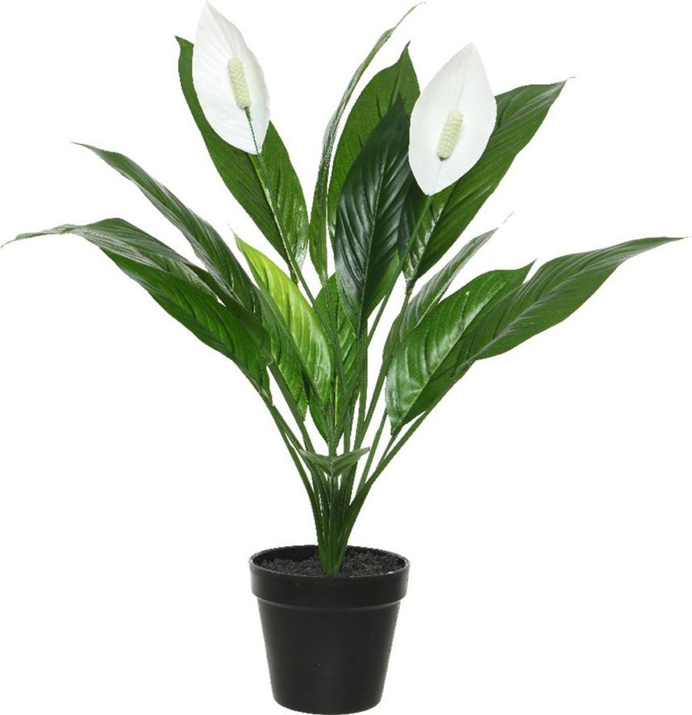 Spathiphyllum - Vert, Blanc Image du produit 