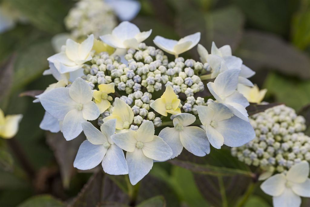 Hydrangea serrata 'Blue Deckle', Hortensie, blau, 30–40 cm