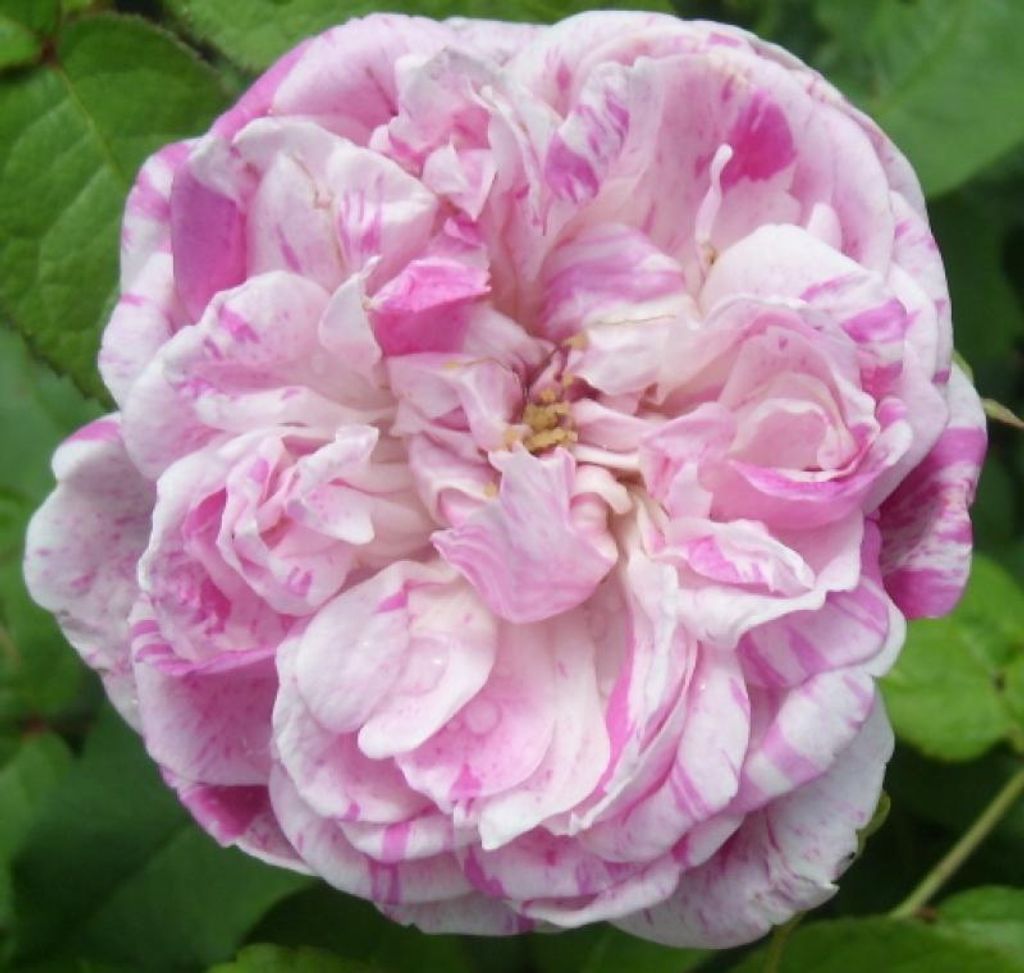 Historische Rose Honorine de Brabant , Tanne, 1916