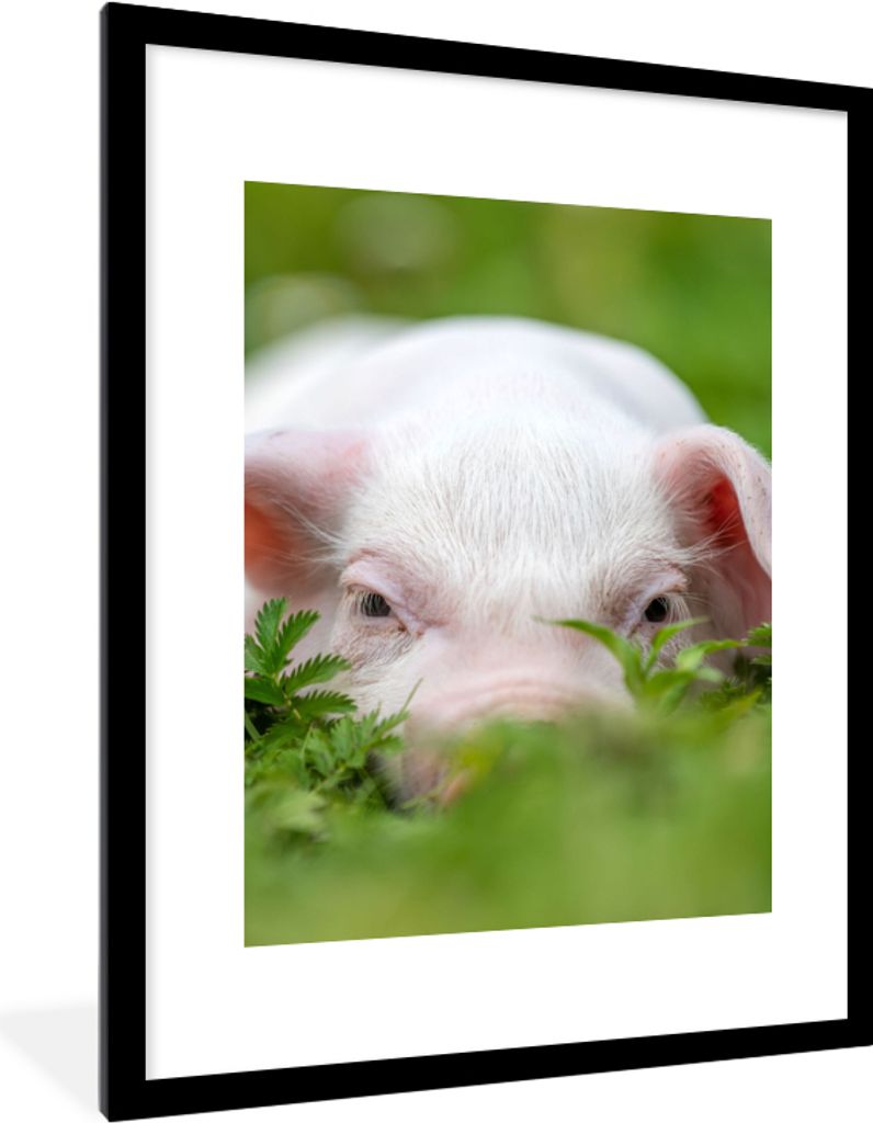MuchoWow Gerahmtes Poster Schwein - Tiere - Groß 60x80 cm - Poster mit Schwarzem Bilderrahmen Wandposter Rahmen Foto Bilder - Wohnzimmer - Dekor...