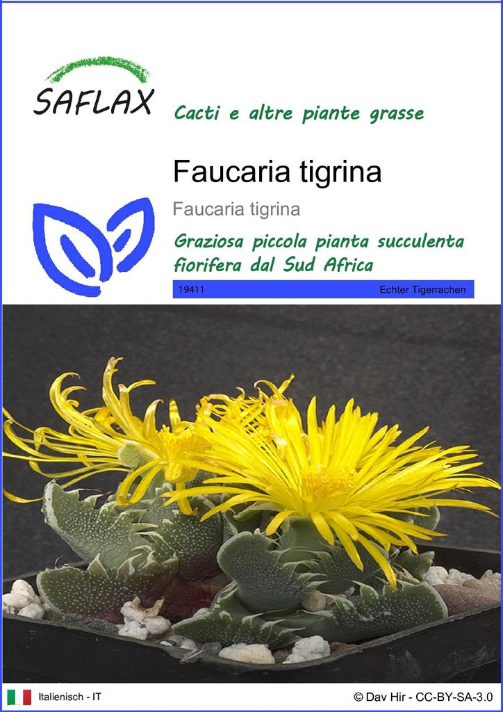 SAFLAX  - Faucaria tigrina - 40 semi - Faucaria Immagine del prodotto 