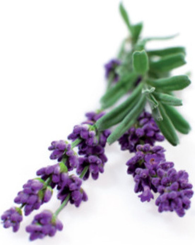 Click and Grow Lavendel, Kapseln mit Samen und Substrat 3 Stk.