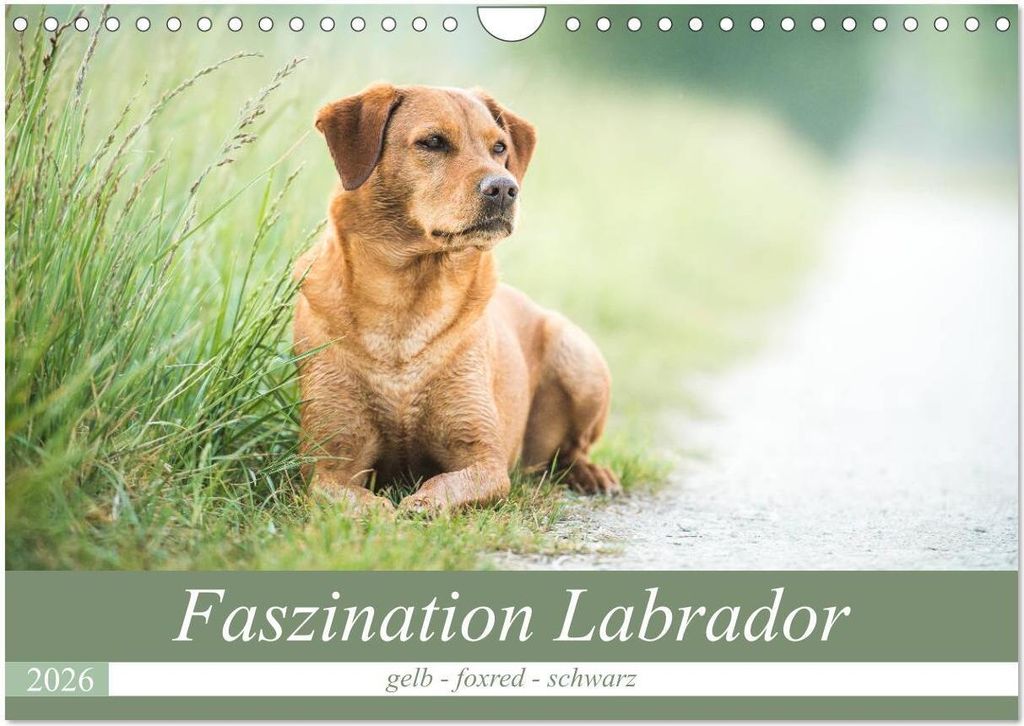 Faszination Labrador - gelb, foxred, schwarz (Wandkalender 2026 DIN A4 quer), CALVENDO Monatskalender