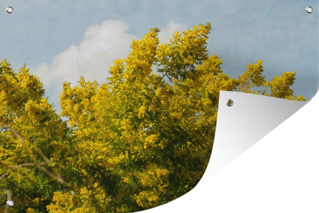 MuchoWow 90x60 cm Outdoor-Poster Gartendeko Sichtschutz Garten Poster für den Garten Mimosenblüten mit blauem Himmel