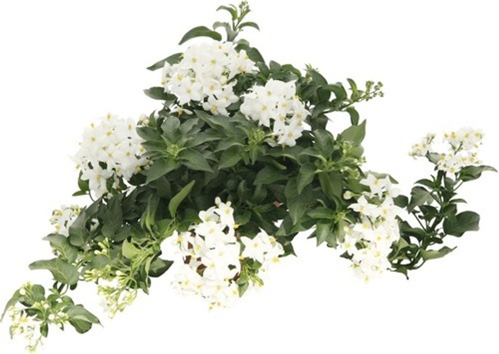 Lilek jasmínokvětný Solanum jasminoides květináč Ø 12 cm Obrázek produktu 