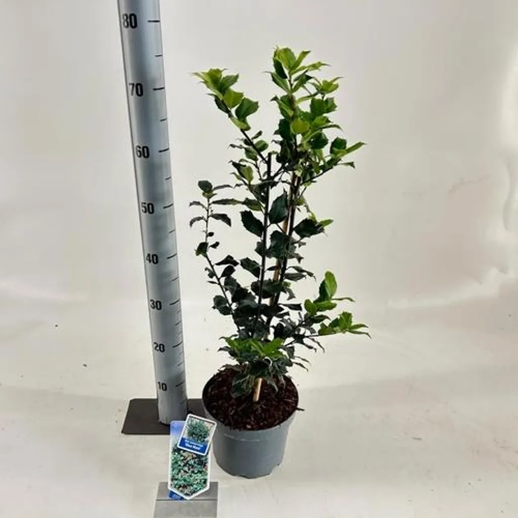 Ilex meserveae Blue Maid - Houx persistant en pot 50/60 cm - Rustique