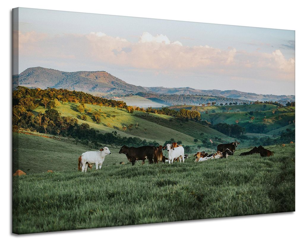 Leinwanddruck Natur Weide und Kühe 120x80
