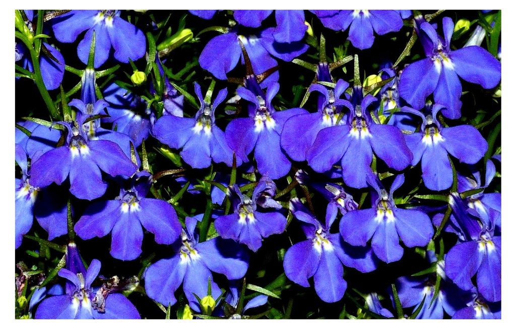 Männertreu, Blaue Lobelie Lobelia erinus 500 Samen