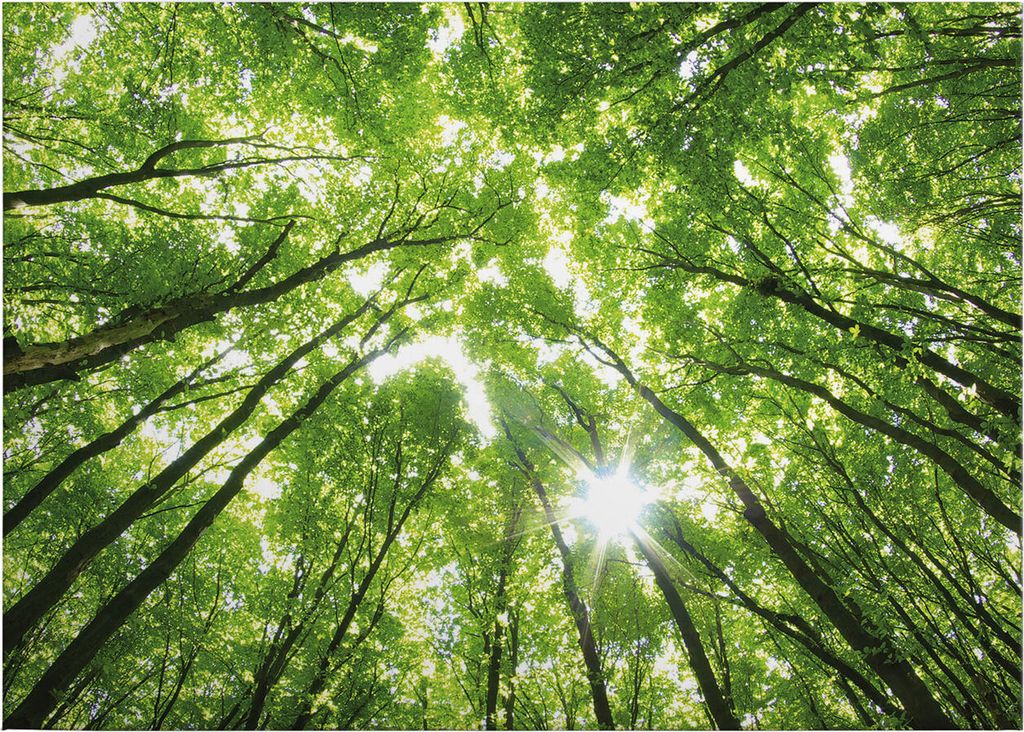 Leinwandbild Bäume Blätter 50 x 70 cm - Wandbild Wald Grün Produktbild 