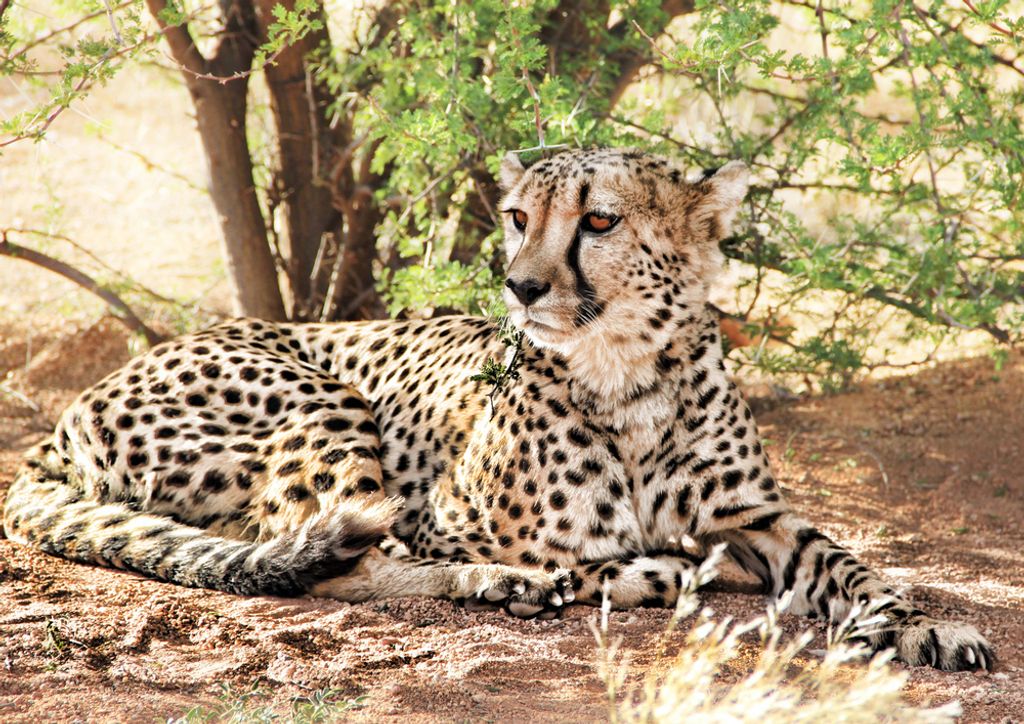 hansepuzzle 80084 - Gepard Puzzle, 260 Teile, Natur, 41,0 x 28,0cm mit hochwertiger Aufbewahrung, Kartonbox und wiederverschließbarem Beutel