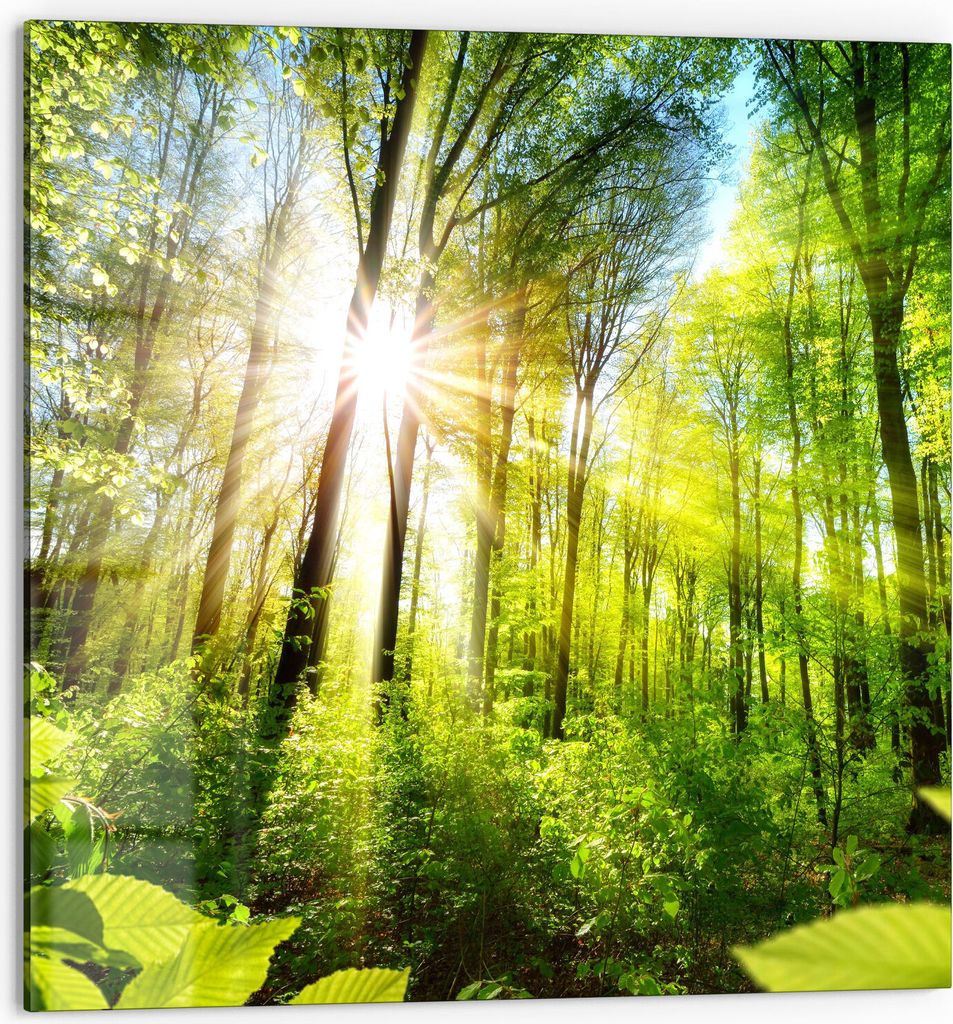 DEQORI Küchenrückwand Glas 60x60 cm 'Licht durchdringt Bäume' Spritzschutz Bad Rückwand