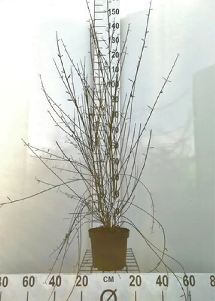 Spartium junceum 40-60 cm en conteneur pour végétaliser un talus sec