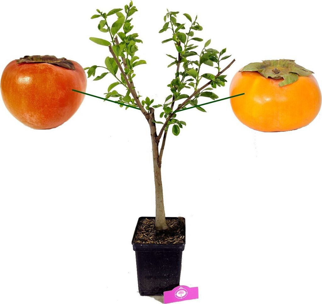 Diospyrus Kaki 'Duo' due specie su un unico albero, vaso da Immagine del prodotto 