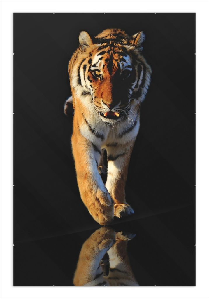 Wallario Wandbild Laufender Tiger, Größe: 61 x 91,5 cm, Poster mit rahmenlosen Bildhalter