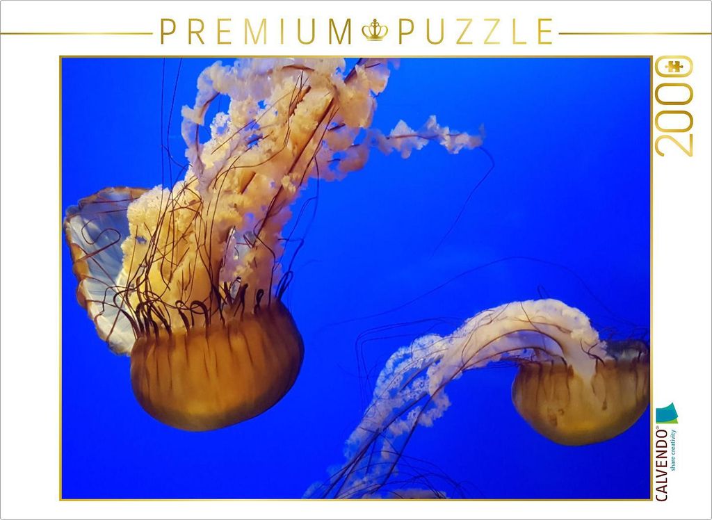 CALVENDO Puzzle Quallen vor der Küste Floridas, United States of Amerika 2000 Teile Puzzle quer | 2000 Teile Lege-Größe 90x67cm Foto-Puzzle für...