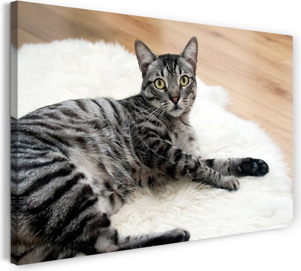Leinwandbild (120x80cm): Katze getigert auf Fell liegend entspannt, echter Holz-Keilrahmen inkl. Aufhänger, handgefertigt in Deutschland