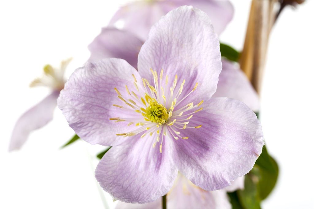 Clematis montana 'Rubens', Berg-Waldrebe, rosa Blüten, 80–100 cm