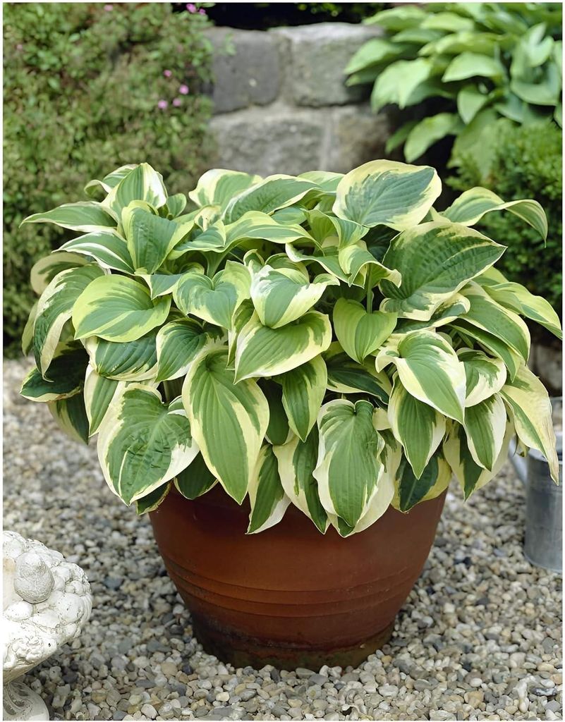 Stauden Gänge 3 x Hosta sieboldiana 'Wide Brim‘ im 1 Liter Topf - Funkie, Herzblatt-Lilie - Ein Blattkunstwerk in Grün und Gold
