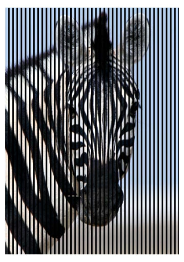 Akustikpaneele mit Digitaldruck Zebra01 19 x 1693 x 2400 mm Zebra MDF PET-Fasern Wandpaneele Schwarz Weiß Blau 3 Einzelplatten