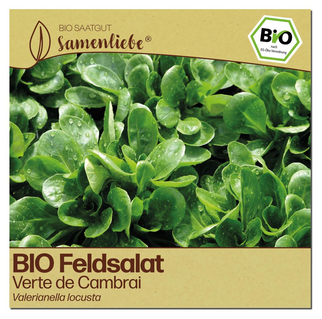 Samenliebe Feldsalat Samen | Verte de Cambrai - winterhart & nussig & sehr groß & robust - samenfestes Saatgut
